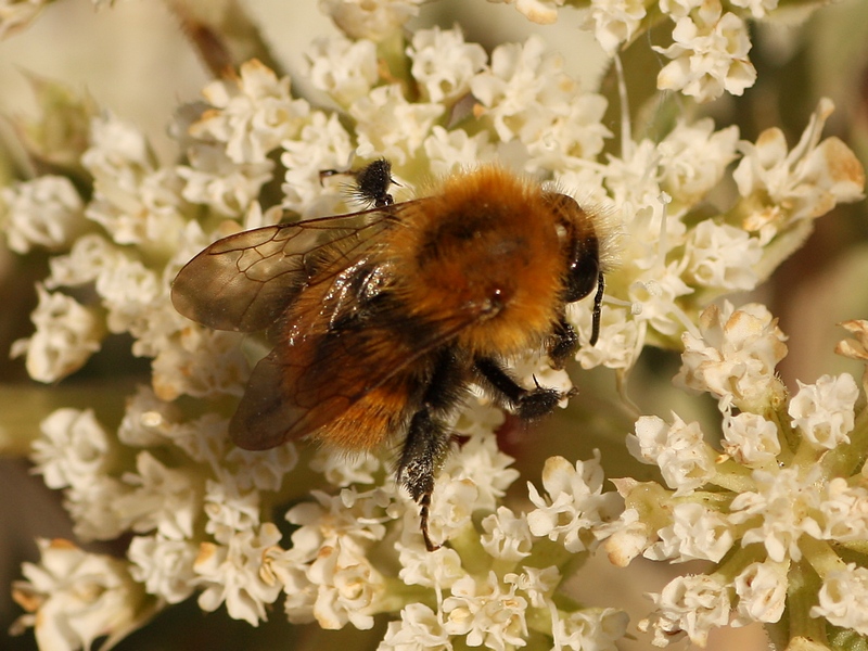 Bombus (Thoracobombus) pascuorum, Apidae